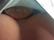 We had to hedgehog-sit this week... he's comfy here.