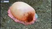 Strange Japanese Sea Creature