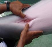 Dolphin Pussy