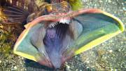 The hungry blue waffle fish (Sarcastic fringe-head fish) reposted from Nature is metal