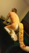As per request, a few more shots of [m]e in my kitten gear. A little naughtier this time too.
