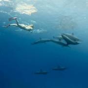 Swimming with dolphins