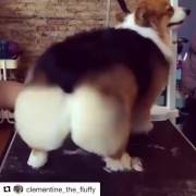 Shaking her tail.