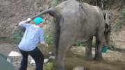 [REQUEST] this elephant