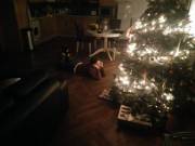 Someone is having a very difficult time waiting for her presents.