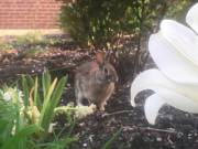 Seeing bunbuns around campus instantly makes my day better!!!