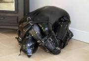 Pet's been bad