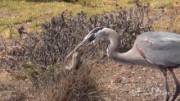 A squirrel fights for its life inside of a herons throat as it is swallowed