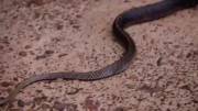 Snake regurgitates another snake, and it's still alive. (/x/natureismetal)