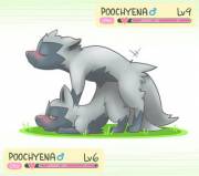 Poochyena mating [M] [M]