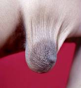 Tit or ball sack?
