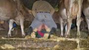Among the cows