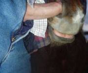 Poor horsey