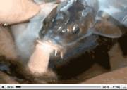 Catfish blowjob