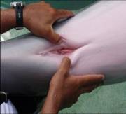 Dolphin Vagina
