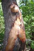 Natural Seduction