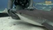 giving a Shark Job