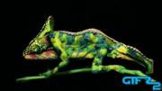 Sexy chameleon