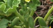 Sexy veggie squirts it's seed