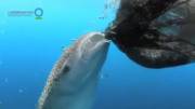 Whale Shark sucking fish out of a hole in a net [xpost from /r/interestingasfuck]