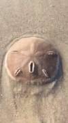 Living sand dollar