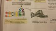 Appearance of homologous chromosomes during pairing