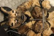 For my first post have the sexiest murrsuit on the planet