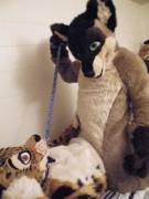 Why I love collars! 