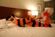 Tied tiger