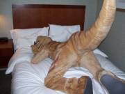 raptor rump