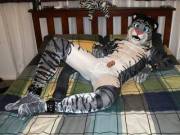Spandex kitten [m]