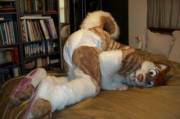 Jase husky padded [diaperfur]