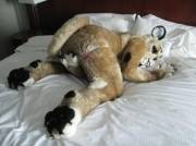 Lusty lion