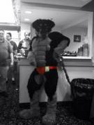 Buff speedo dog