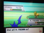 Shiny spearow in pokemon Heartgold. Full odds. Calm nature.