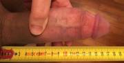 17.5 cm long and 15.6 cm girth