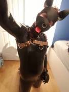 Shiny Pup eager to show off