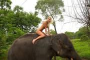 Naked Girl On An Elephant