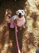 My old pup celebrating her rescueversary with a new sundress :)