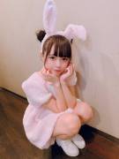 Cute bunny