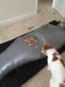 Cat has a new favorite toy caw caw.