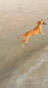 Good dog [gifv]