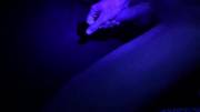 [PROOF] cum under a UV light... pretty anticlimactic but