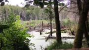 Relaxing by a Beaver Pond with [M]y Wi[f]e.