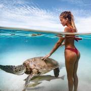 Nice turtle