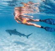 Shark dive