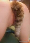 Raccoon