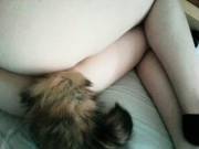 Fluffy Fox