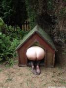 In the Dog House