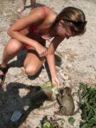 Feeding the monkeys